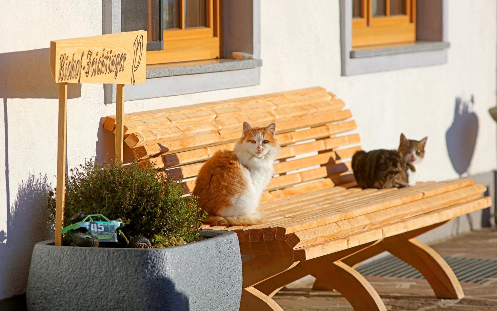 Biohof-Feichtinger Apartment เซลอัมมัวส์ ภายนอก รูปภาพ